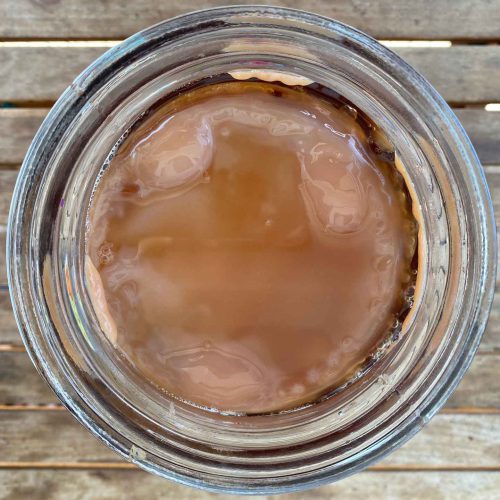 Kombucha Scoby