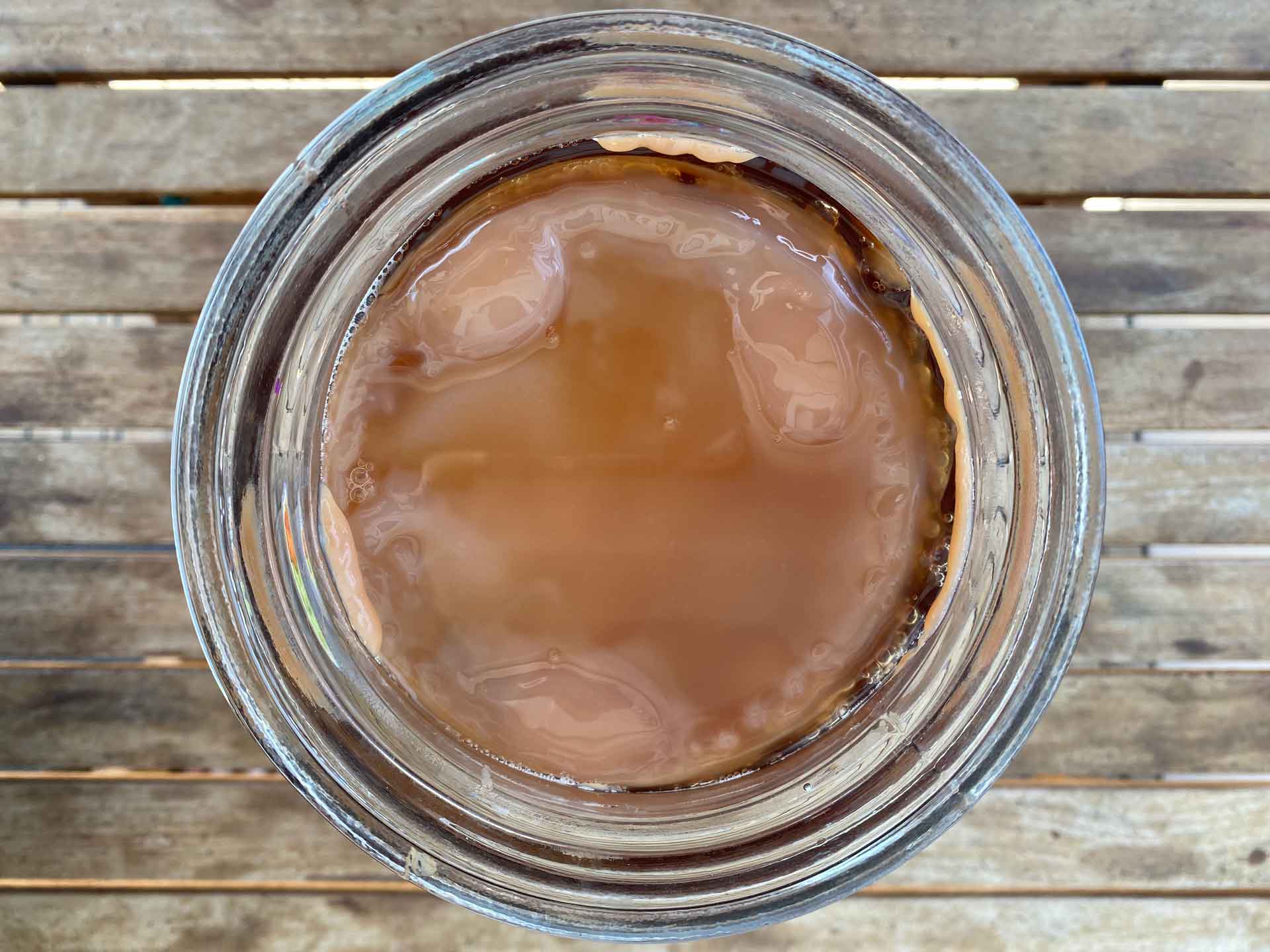 Kombucha Scoby